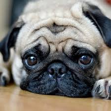 The breed has a fine, glossy coat that comes in a variety of colours, most often light brown. Pug Pdsa