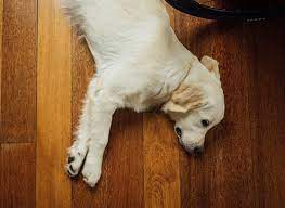 Discover recipes, home ideas, style inspiration and other ideas to try. Pet Friendly Flooring Buying Guide