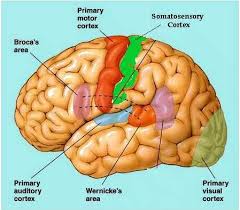 Brodmann area 41) is located along the upper bank of the superior temporal gyrus, within the lateral sulcus on two gyri known as heschl's gyri. 14 Brain Ideas Brain Somatosensory Cortex Motor Cortex