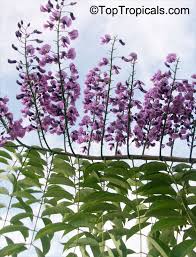 Image result for Launaea violacea