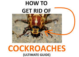 Check spelling or type a new query. How To Get Rid Of Cockroaches Naturally Ultimate Guide Bugwiz