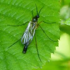 Avoid using peat moss beds in the yard since it's a favorite of. How To Get Rid Of Fungus Gnats On Houseplants Garden Fundamentals