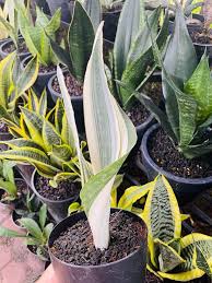 Image result for Sansevieria metallica