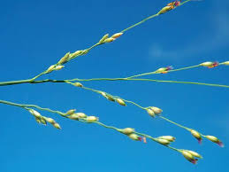 Image result for Panicum repens