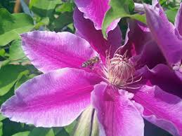 Check spelling or type a new query. Clematis Varieties Photos Free Royalty Free Stock Photos From Dreamstime