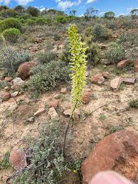 Image result for Drimia elata