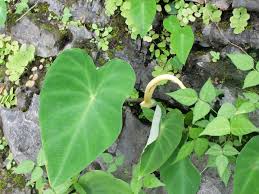 Image result for Remusatia