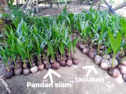 Banyak juga manfaat daun pandan untuk kesehatan, lo. Anak Benih Kelapa Tacunan Dan Pandan Siam Home Facebook