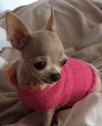 My Precious Tillie 2 1 2 Pounds And 10 Years Old Cute Chihuahua Chihuahua Puppies Teacup Chihuahua Puppies