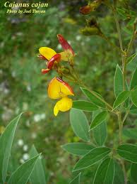 Image result for Cajanus cajan