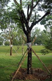 After planting, take care of the new tree or shrub by watering, mulching, fertilizing, pruning, staking and exercising winter care. How To Replant A Tree Replant Tree Tree Transplanting