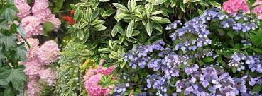 Cette terre est idéale pour le bon développement d'arbres on retrouve dans les plantes de bruyère des plantes à faible et grand développement. Jardin De Terre De Bruyere Plan