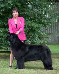 Check spelling or type a new query. Darkpeak Newfoundland Breeders