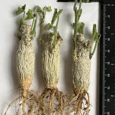 Image result for Corallocarpus bainesii