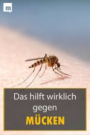 Schluss Mit Muckenstichen Das Hilft Wirklich Muckenstich Mucken Erste Hilfe