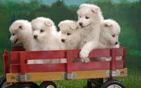 Samoyeds are gentle with children but may try to dominate other dogs. Samoyed Puppies For Sale Samoyed Puppies For Sale