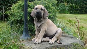 Dogue brasileiro puppies for sale dogue brasileiro dogs for adoption. Fila Brasileiro Dog Information Care Photos Dogexpress