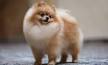 Pomeranian Puppies For Sale - AKC PuppyFinder
