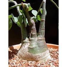 Image result for Adenia glauca