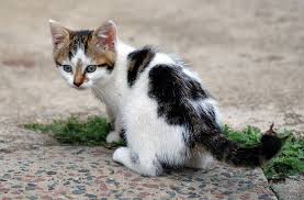 Kemanakah roh kucing setelah mati ? Bocah 15 Tahun Tega Perkosa Anak Kucing Hingga Mati Okezone News