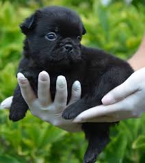 Only guaranteed quality, healthy puppies. Fuzzy French Bulldog Breed