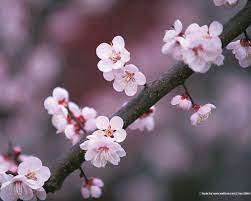 Pin On Garden Planning