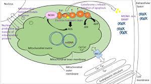 It can be used to match patients with coaches, it c The Mitochondria In Lung Fibrosis Friend Or Foe Translational Research