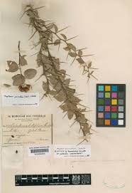 Image result for Gymnosporia pubescens