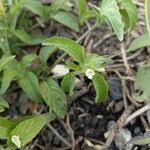 Image result for Asystasia mysorensis