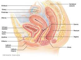 female reproductive system diagram labeled healthiack