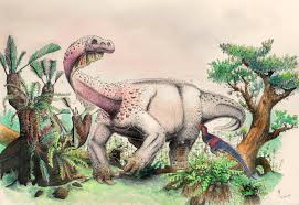 Image result for Dinophora