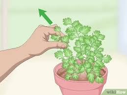 Let us make your 5 senses feel what we serve and let your soul happy! 3 Cara Untuk Memangkas Daun Ketumbar Wikihow