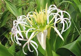 Image result for Crinum harmsii