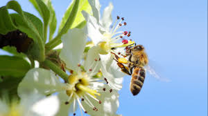 Maybe you would like to learn more about one of these? 14 Facts You Need To Know About Bees Friends Of The Earth