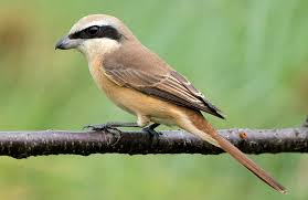 Film semi adegan dewasa18+ terbaru 2021 full hd full movie 2021 subtitle indonesia. 8 Macam Jenis Burung Cendet Atau Burung Bentet Populer Dipelihara