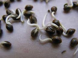 Maybe you would like to learn more about one of these? How Do I Germinate Marijuana Seeds Grow Weed Easy