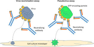 Image result for Neutralization Test