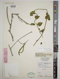 Image result for Wajira grahamiana