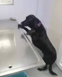 Sweet Brave Cooperative Black Lab At Vet S Cakil Hanim Kan Alinirken Gayet Soguk Kanli Sondaki Bakisa Dikkat Dog Facts Crate Training Dog Dogs And Puppies
