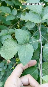 Image result for Allophylus rubifolius