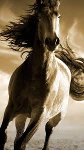 Here are only the best horses wallpapers. Collection Top 33 Running Horse Hd Wallpaper For Mobile Hd Download