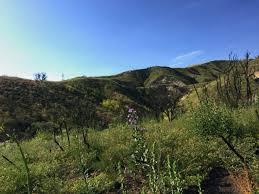 Topanga state park offers a nice variety of hiking conditions. Hiker Dies At Topanga State Park Canyon News