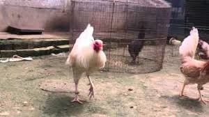 Setelah kemerdekaan muncul prri yang. Peternak Ayam Filipina Youtube