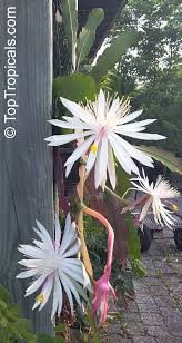 Image result for Epiphyllum