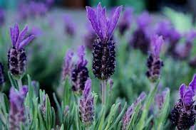 Check spelling or type a new query. 10 Flowering Herb Plants Urban Garden Gal