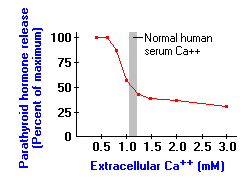 Parathyroid Hormone