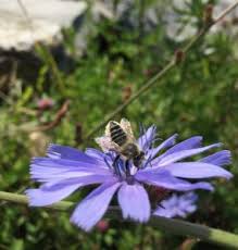 We did not find results for: 630 Wild Bee Conservation For Wild Blueberry Fields Cooperative Extension Maine Wild Blueberries University Of Maine Cooperative Extension