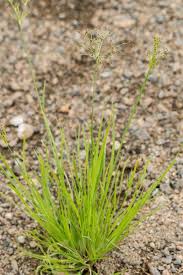 Image result for Fimbristylis squarrosa