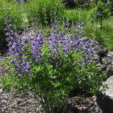 Image result for Indigofera oxalidea