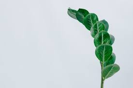 Because it's a badly designed system. Sprout 1080p 2k 4k 5k Hd Wallpapers Free Download Wallpaper Flare